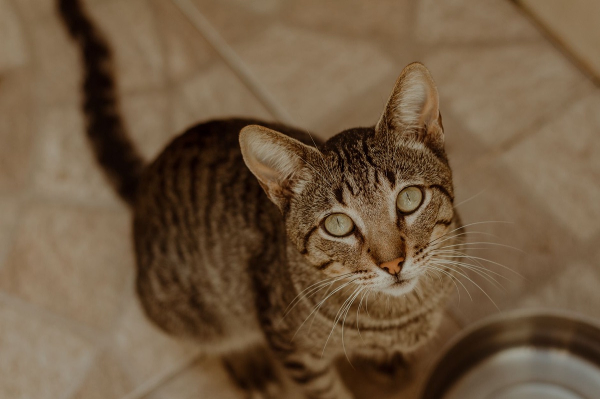 chat avec bol vide