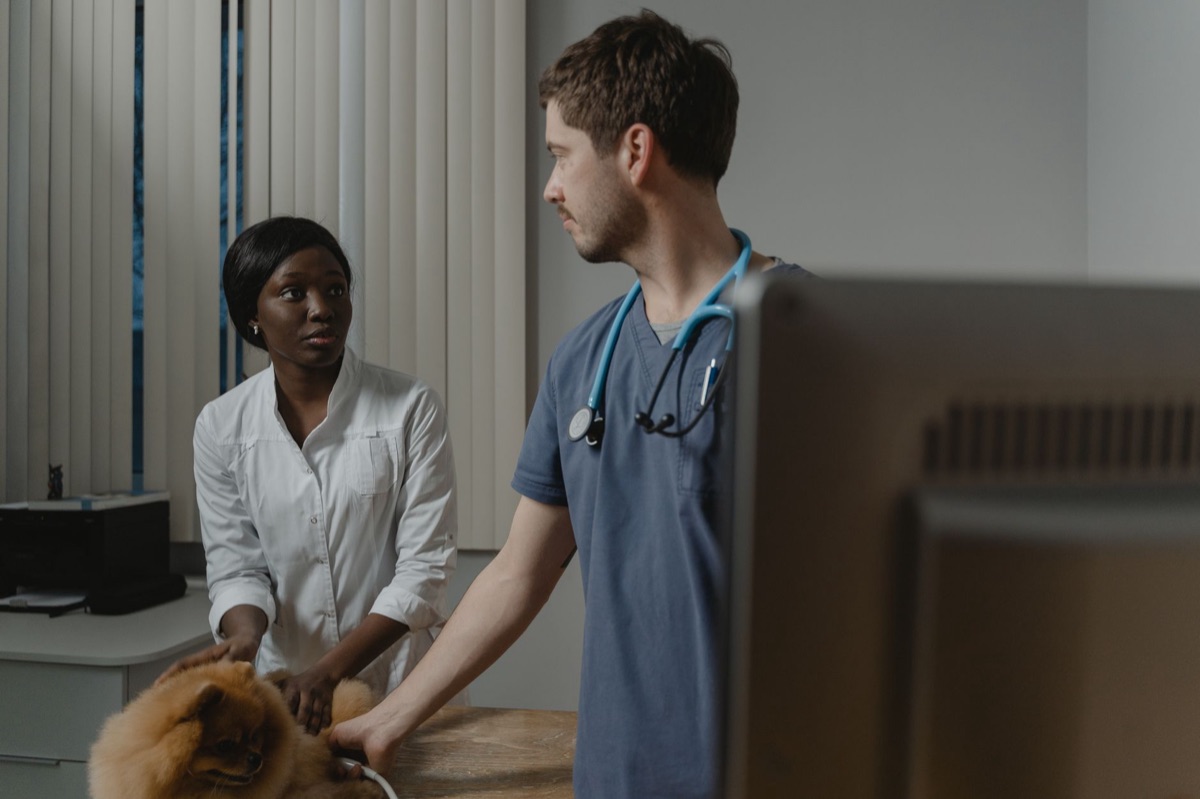 vétérinaire examine un chat