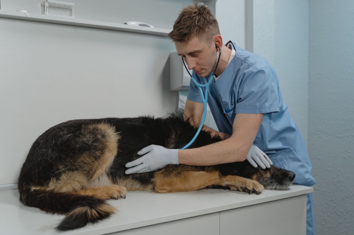 Tavolo per esami veterinari