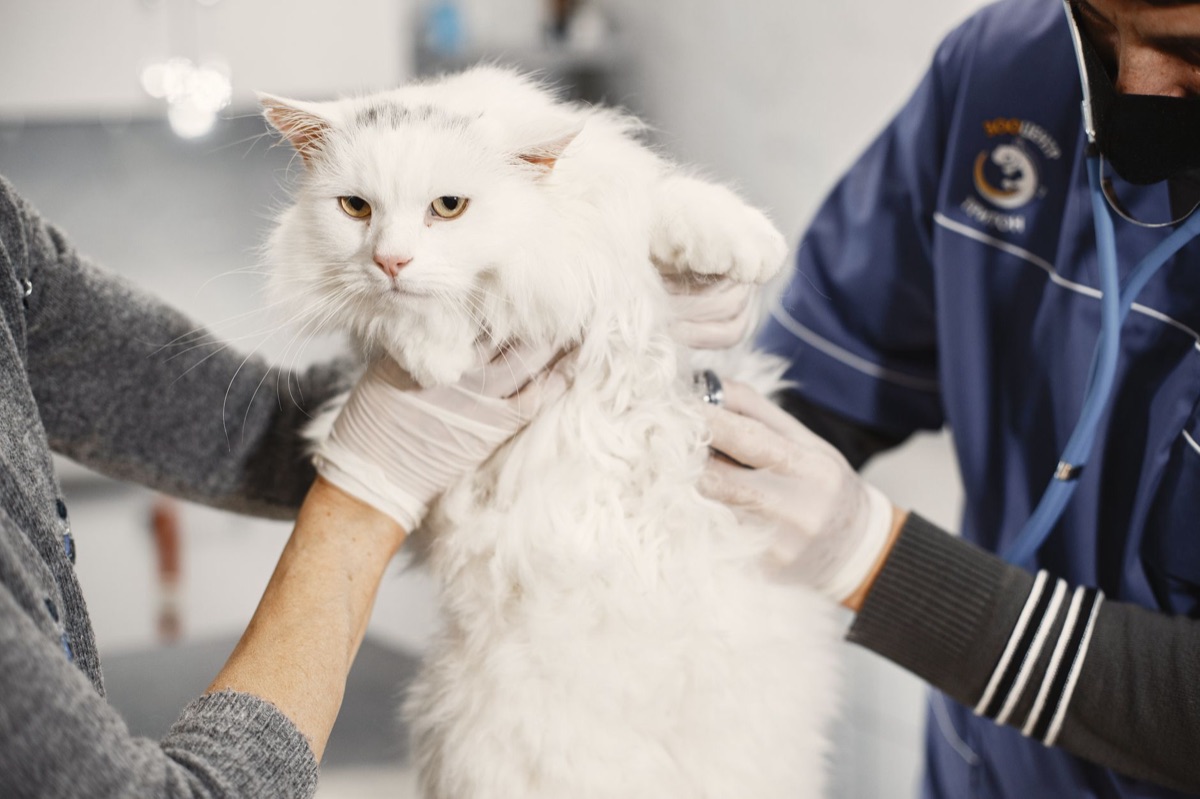猫の嘔吐状態