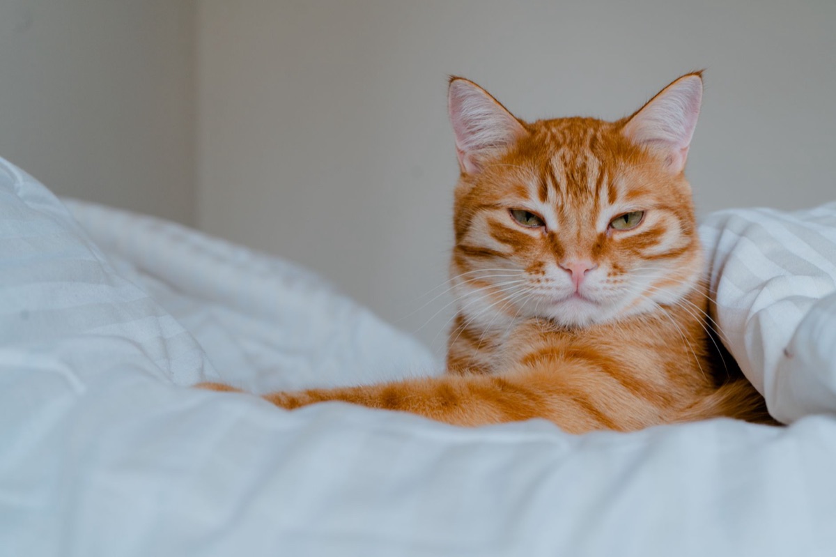 katten met ziekteken van verversing