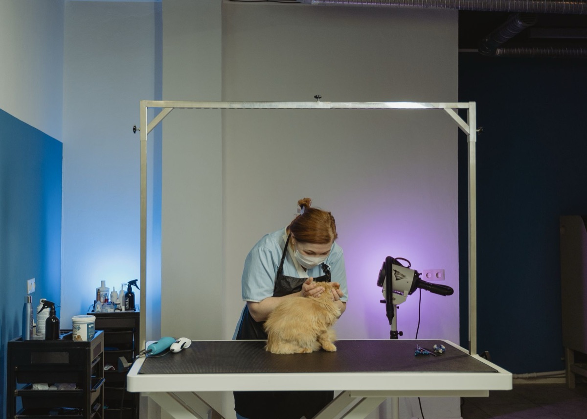 veterinário examinando gato