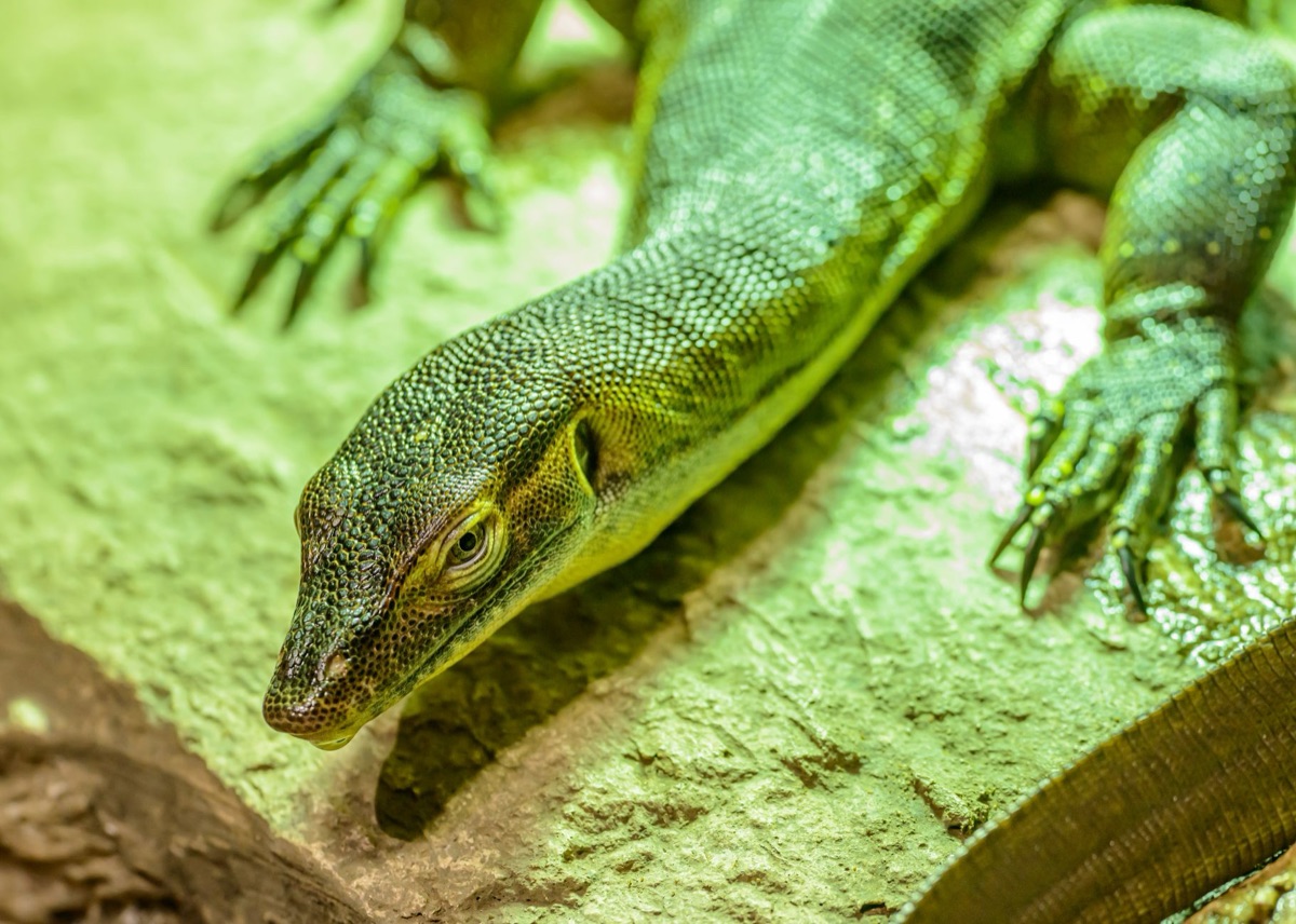 Reptile heart monitor in clinical setting