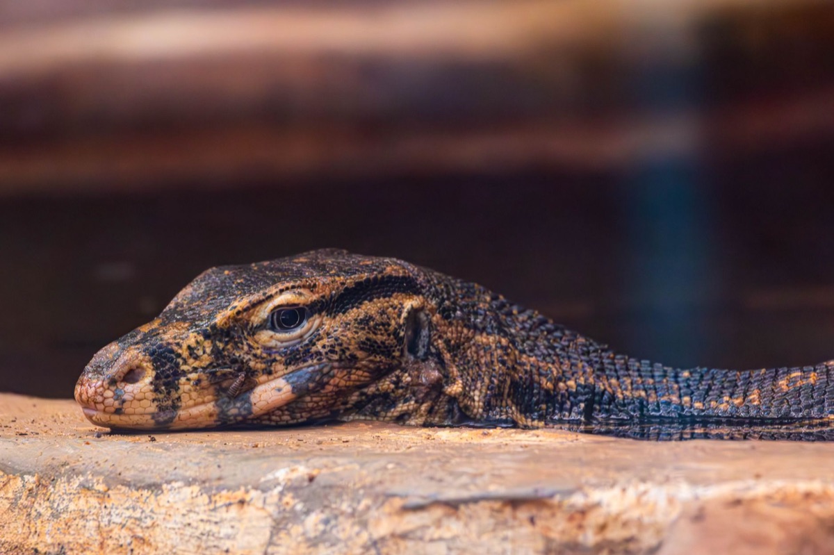 Reptile with lab symptoms for heart disease