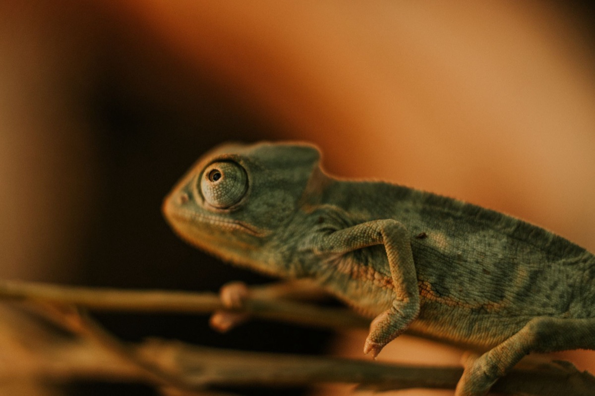 Chameleon displaying labored breathing due to cardiac issue