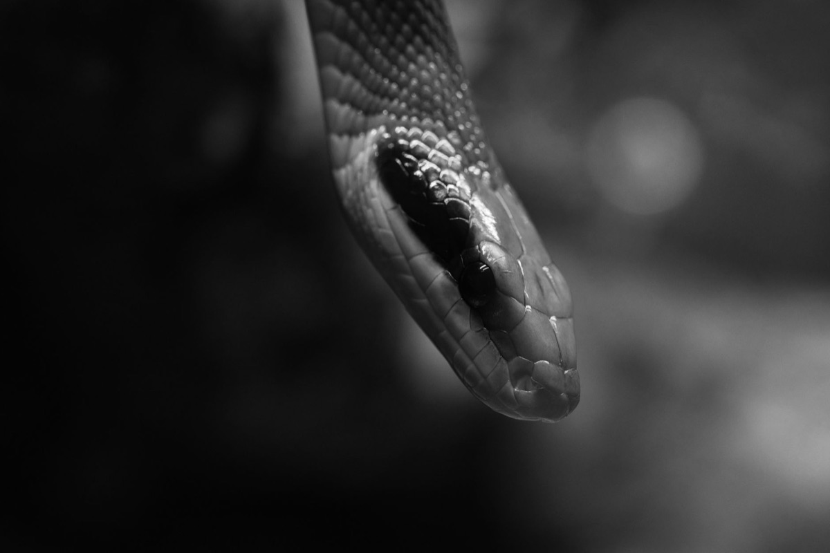 Veterinarian examining snake for cardiac symptoms