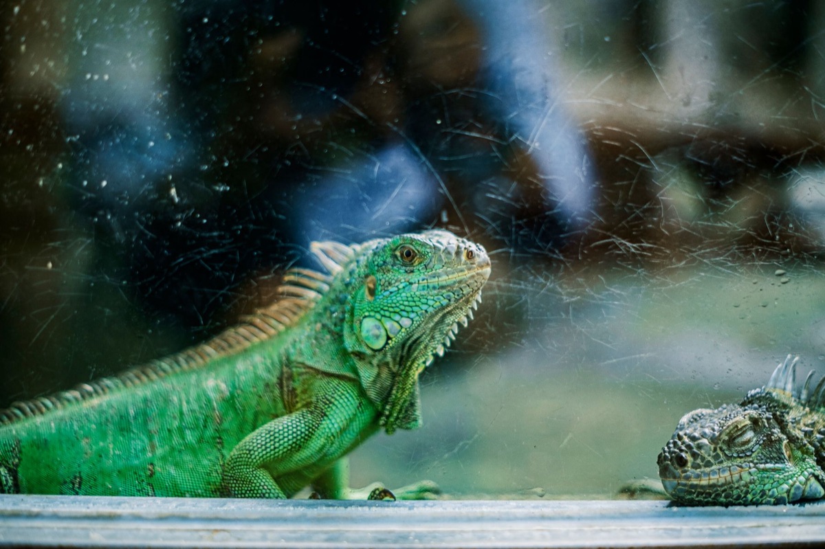 radiografía del corazón de una reptil