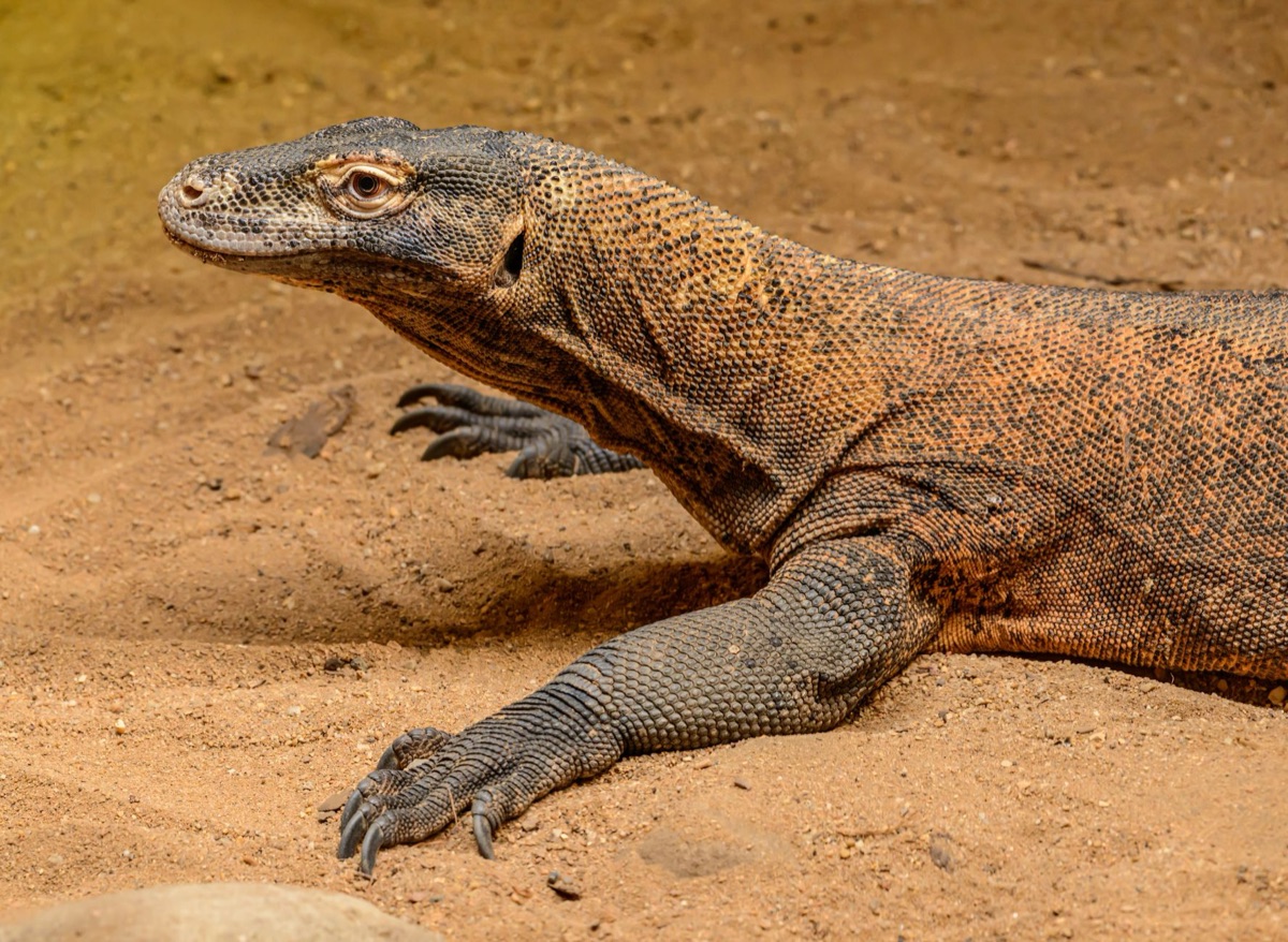 reptil con respiración anormal