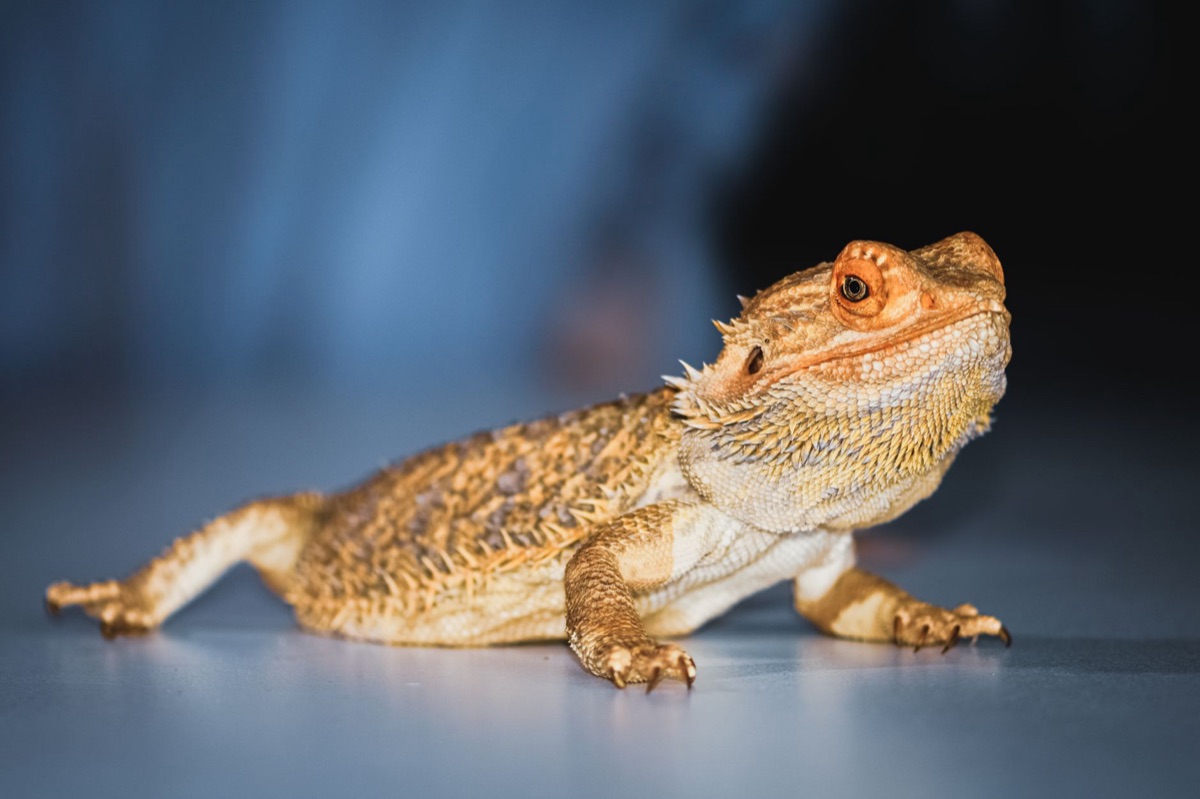 Reptile with lab symptoms for heart disease