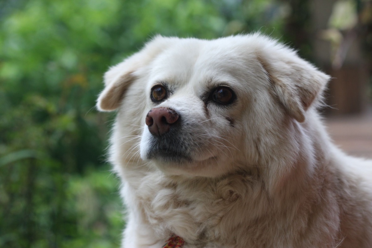 Hund mit blutiger Wunde im Freien