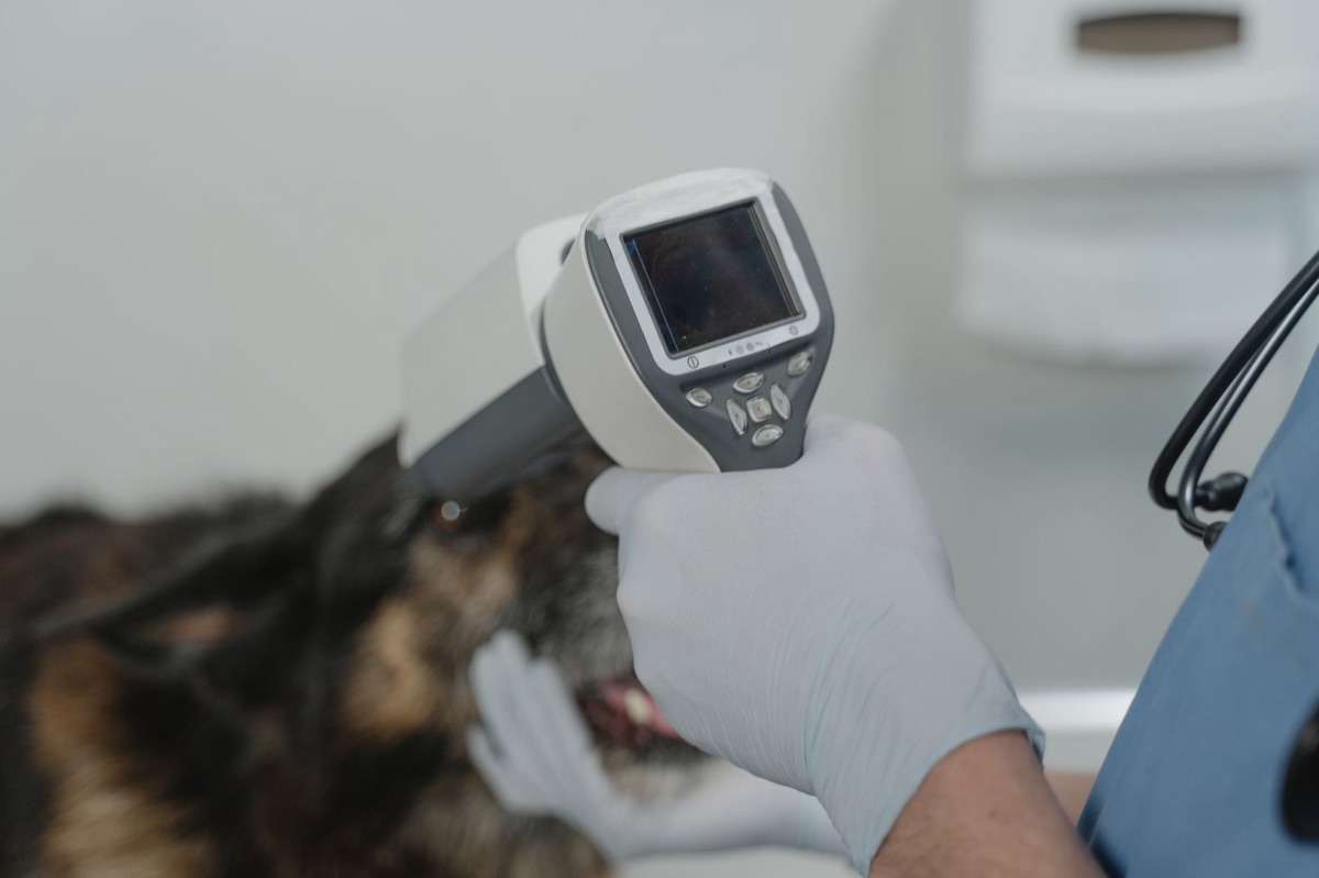 pet vet with medical tools