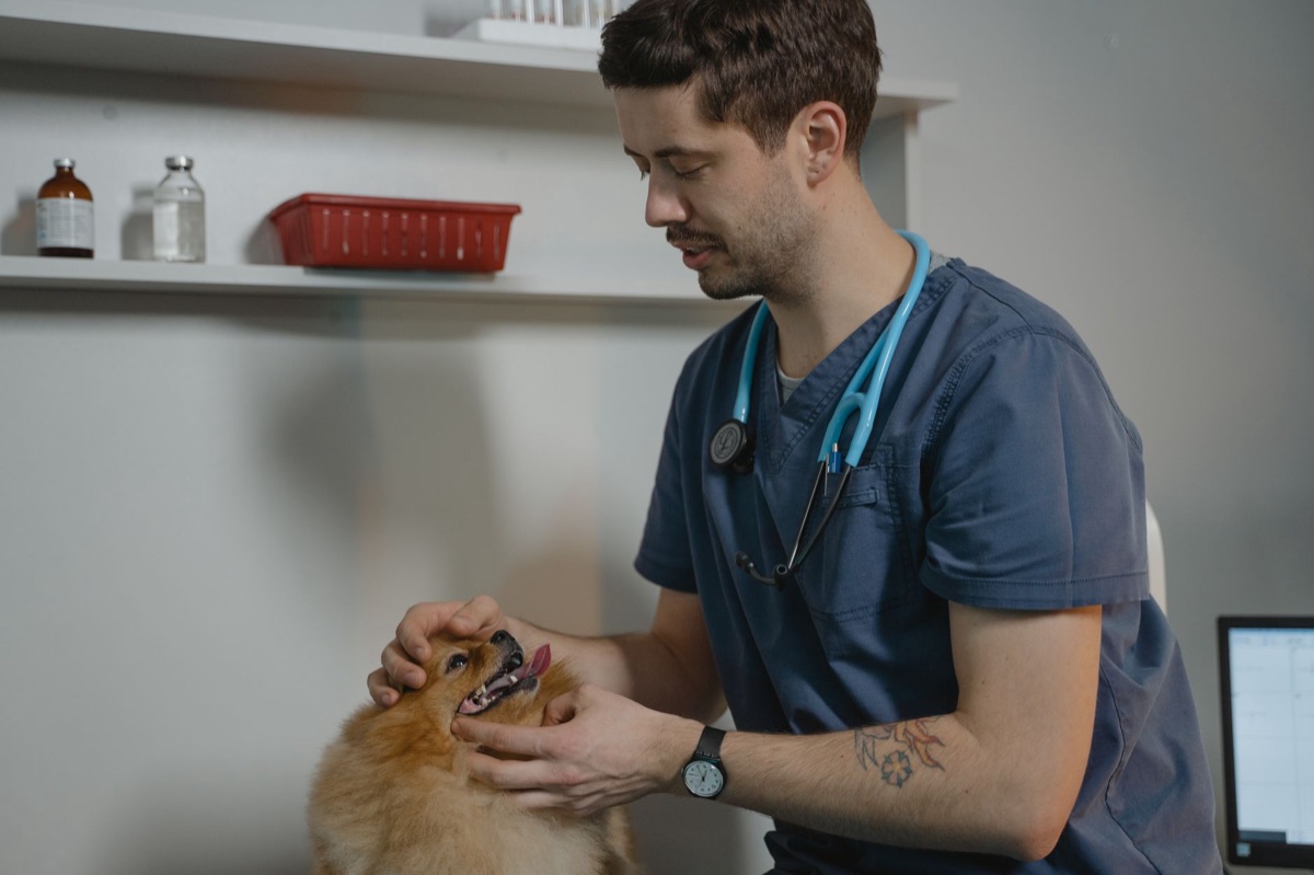 veterinarian examining animal