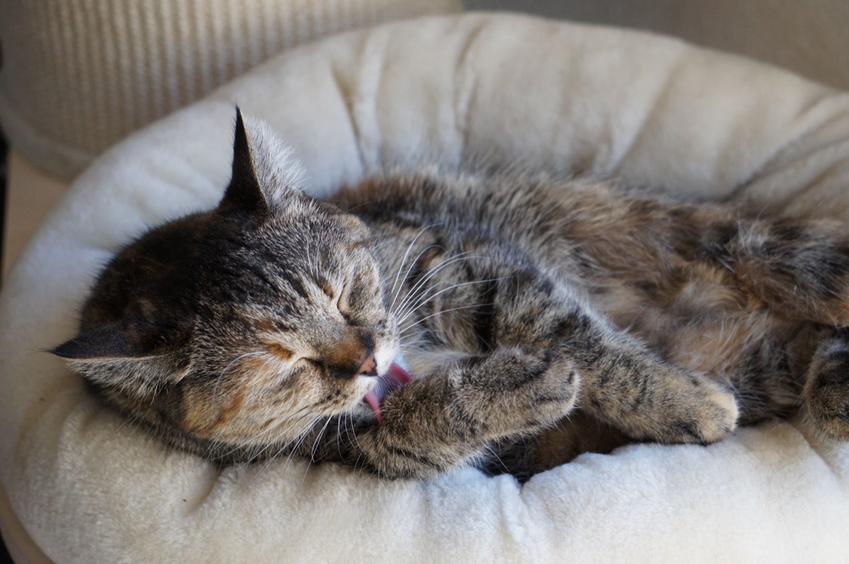 chat avec une patte enflée