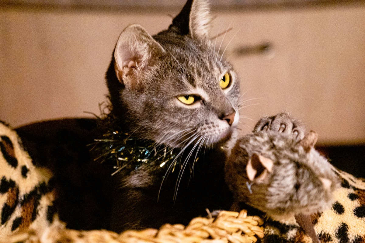 Un gatto con un collare e una borsa medica