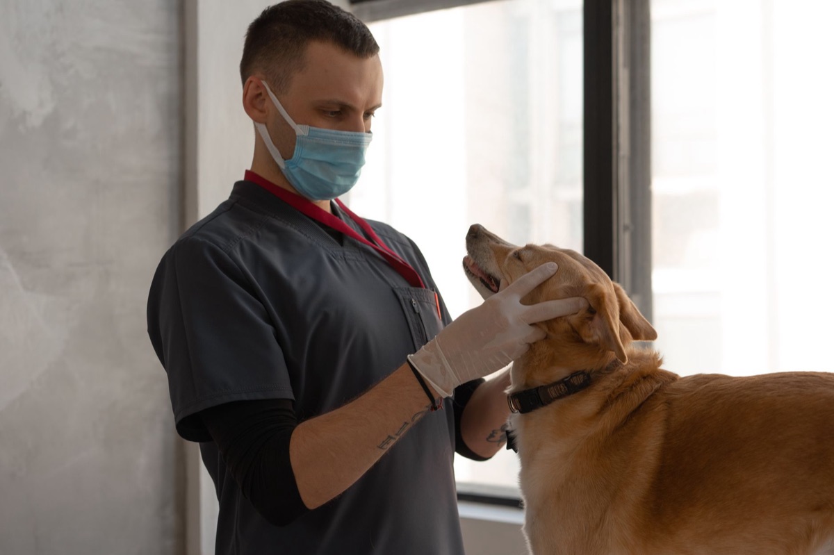 Un cane con respiro labbrato e un tavolo esaminativo