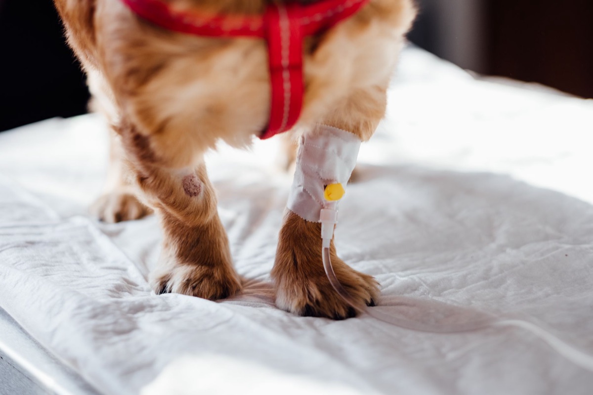 犬の緊急対応
