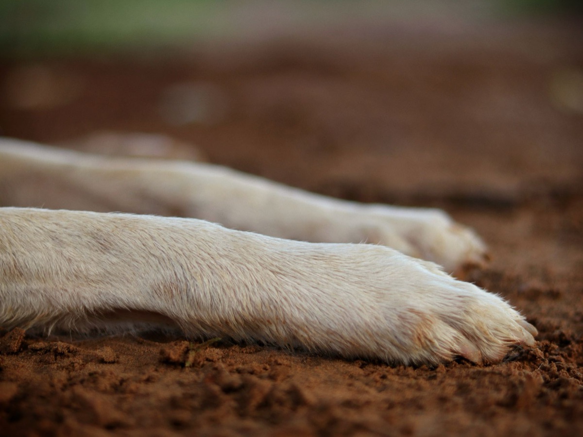hond met bloed op poten