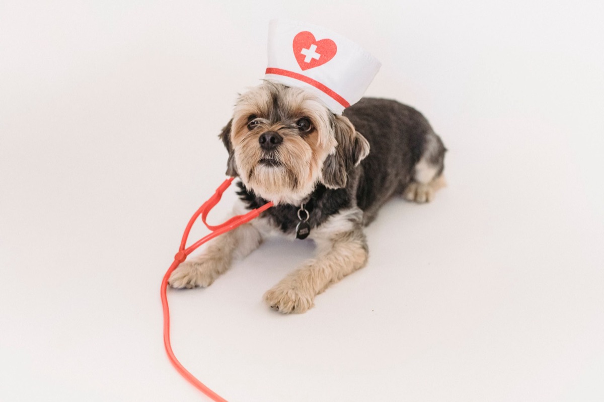 cachorro com faixa médica