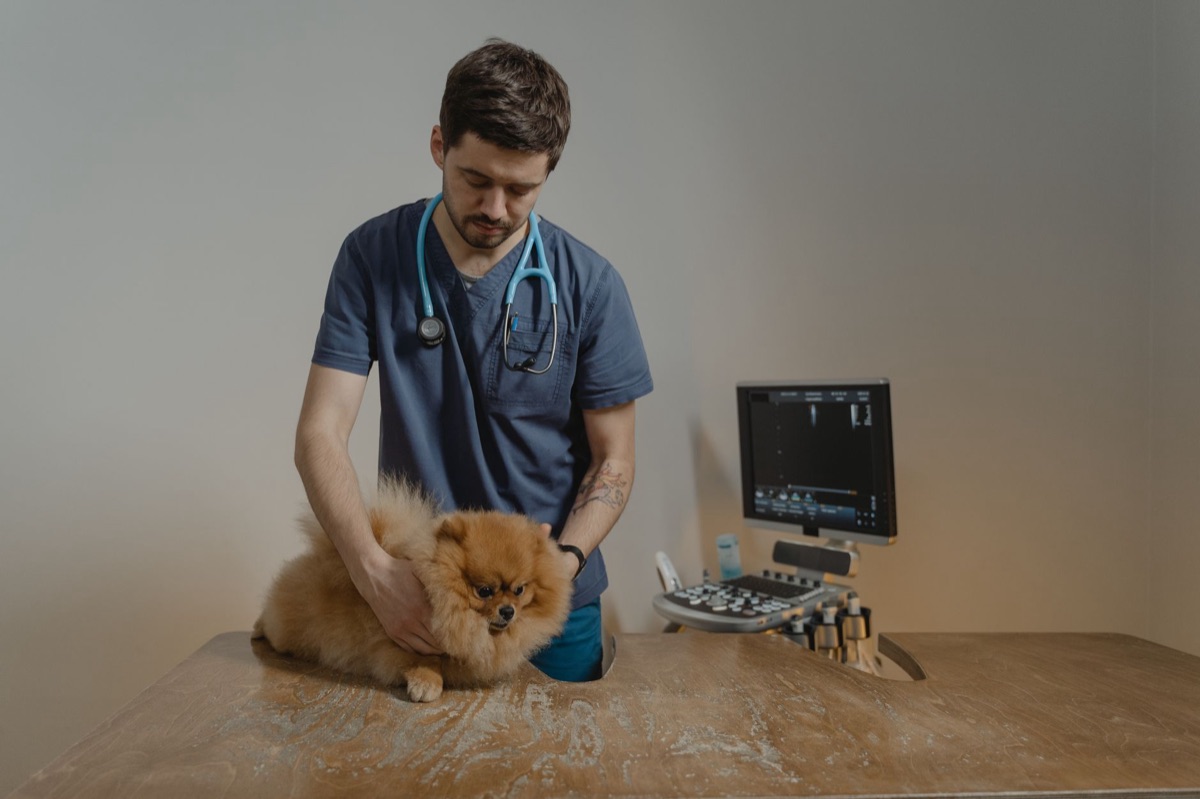 veterinário com stetoscópio