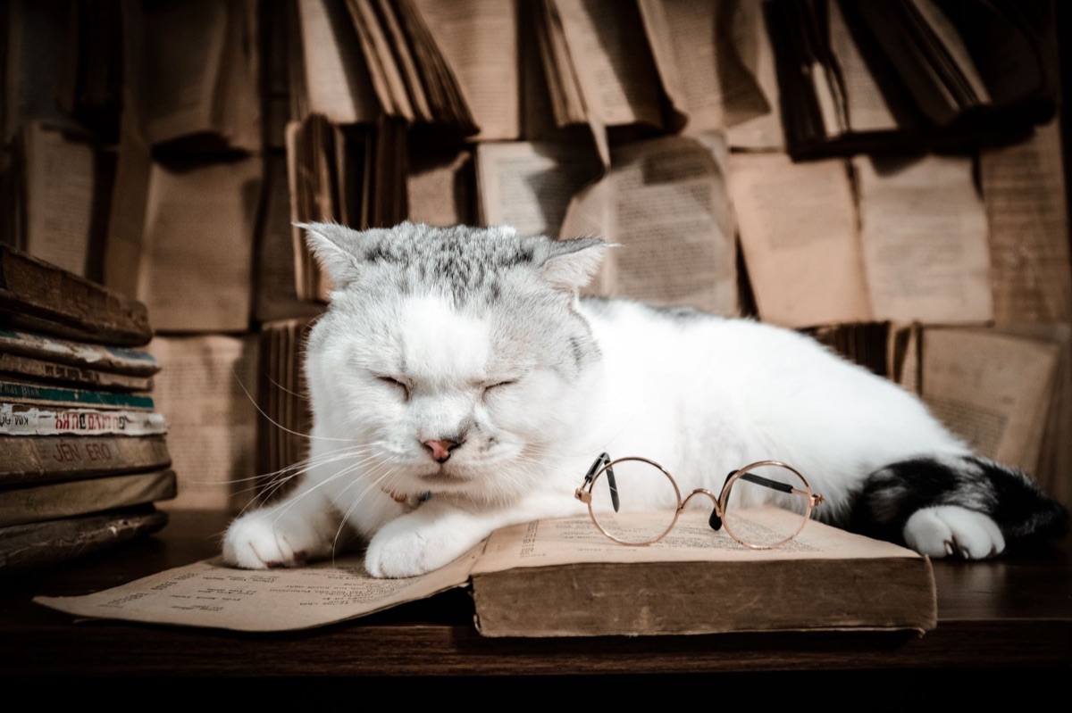 Katze Waage Lesung