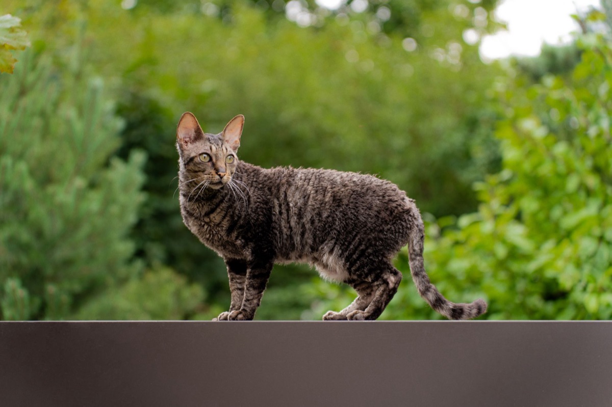 Katze Gewichtschart