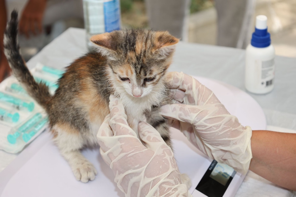 Cat with vet examining for weight and health