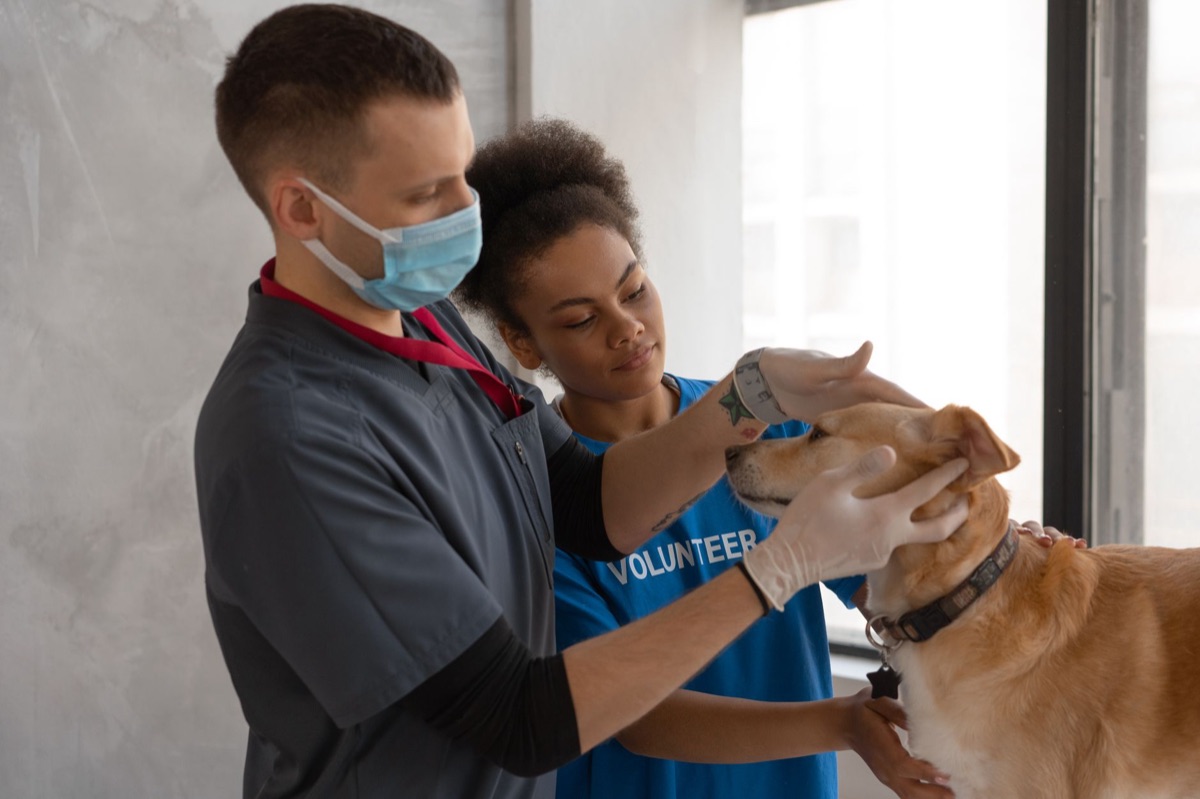 gato con veterinario examinando