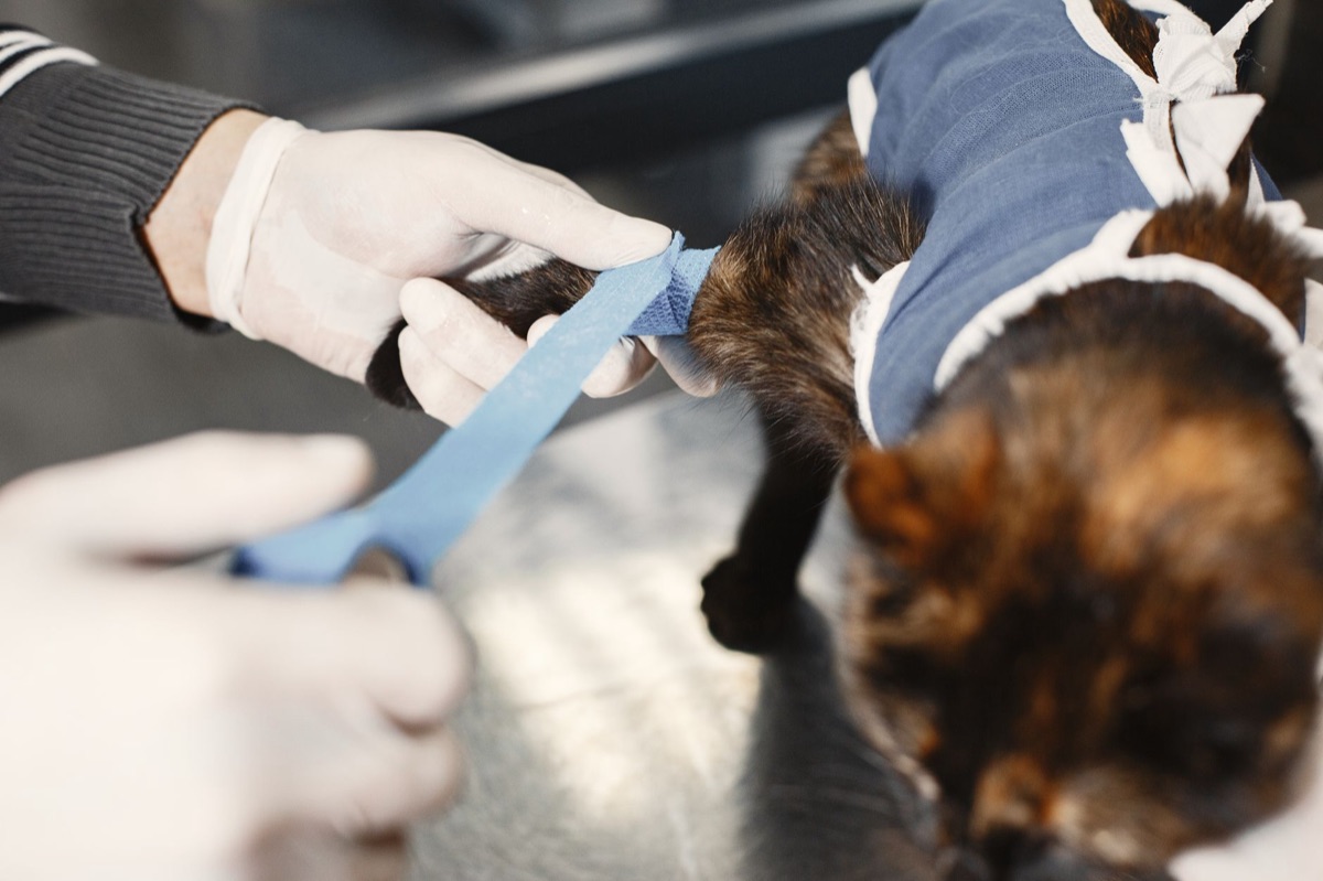 gatto con foglio medico