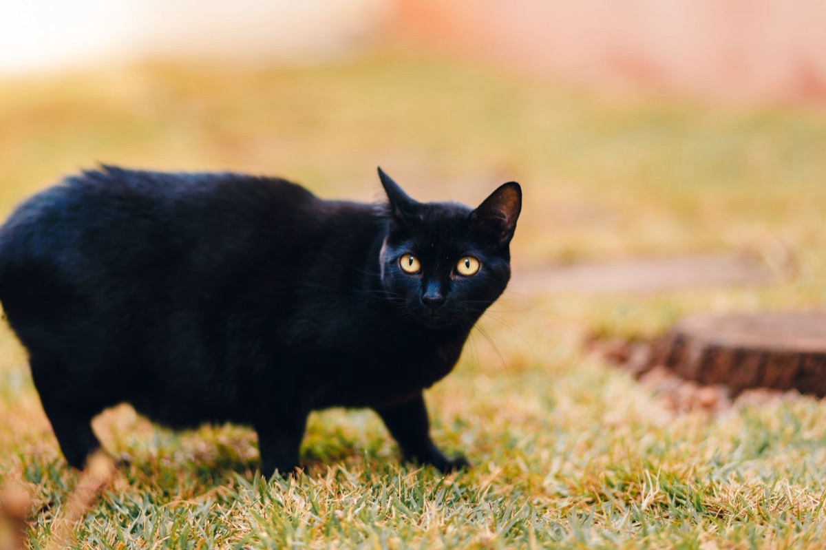 肥えた猫の様子