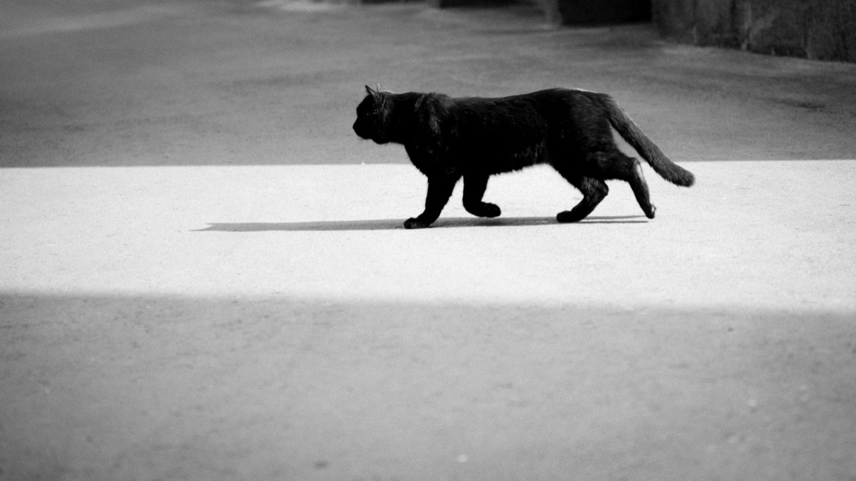 gato com escala e peso