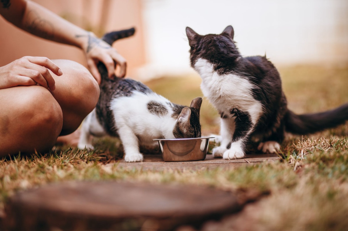gato bebiendo agua