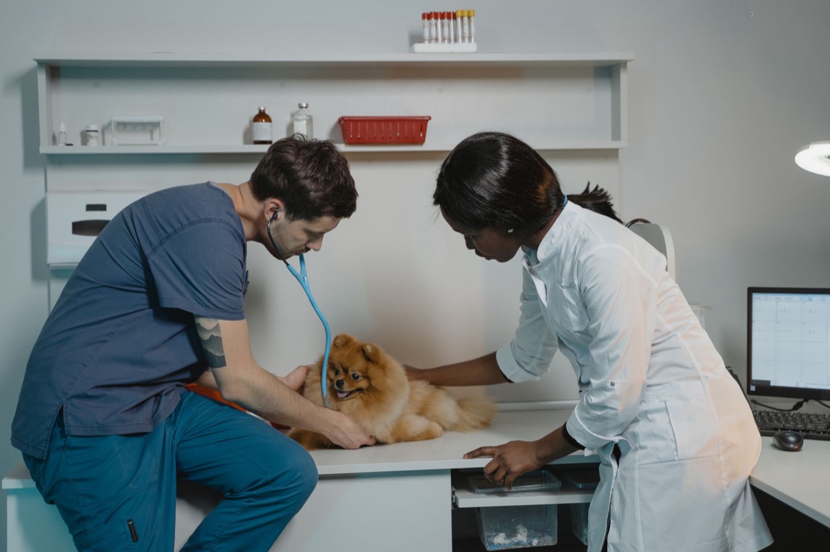 perro en consulta veterinaria
