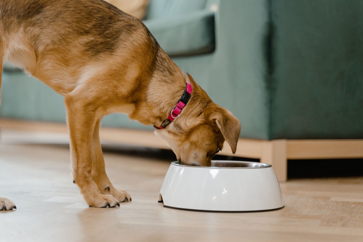 imballaggi per alimenti per animali domestici