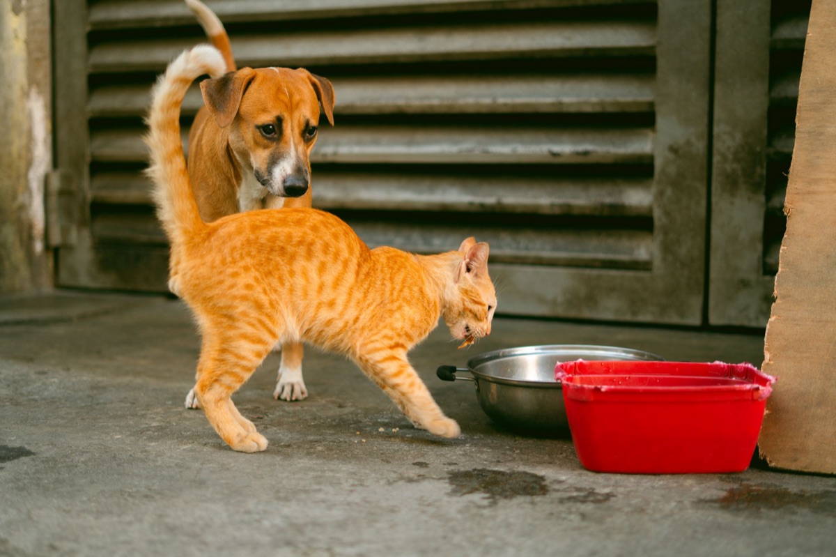 cachorro com tazza de alimento