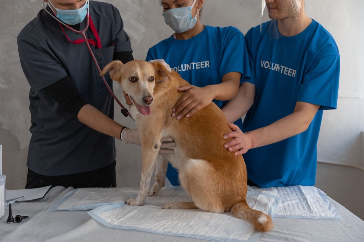 veterinário com ferramentas médicas