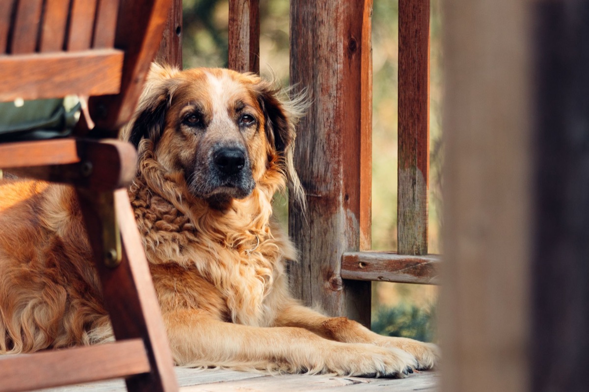 Alter Hund mit Gelenkschmerzen