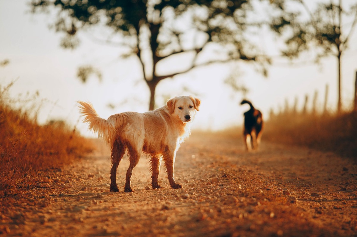 Golden retriever with joint supplement in natural setting