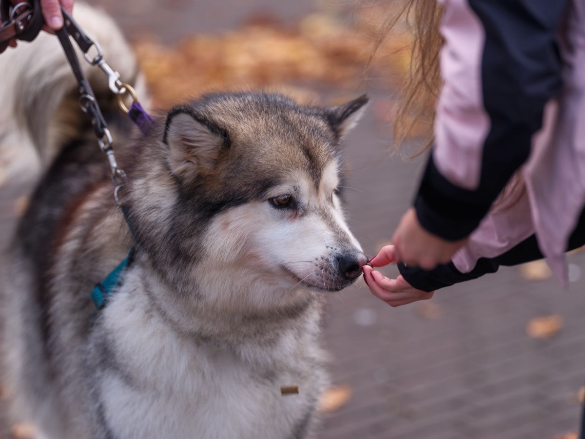 Dog with glucosamine supplement in pet store setting