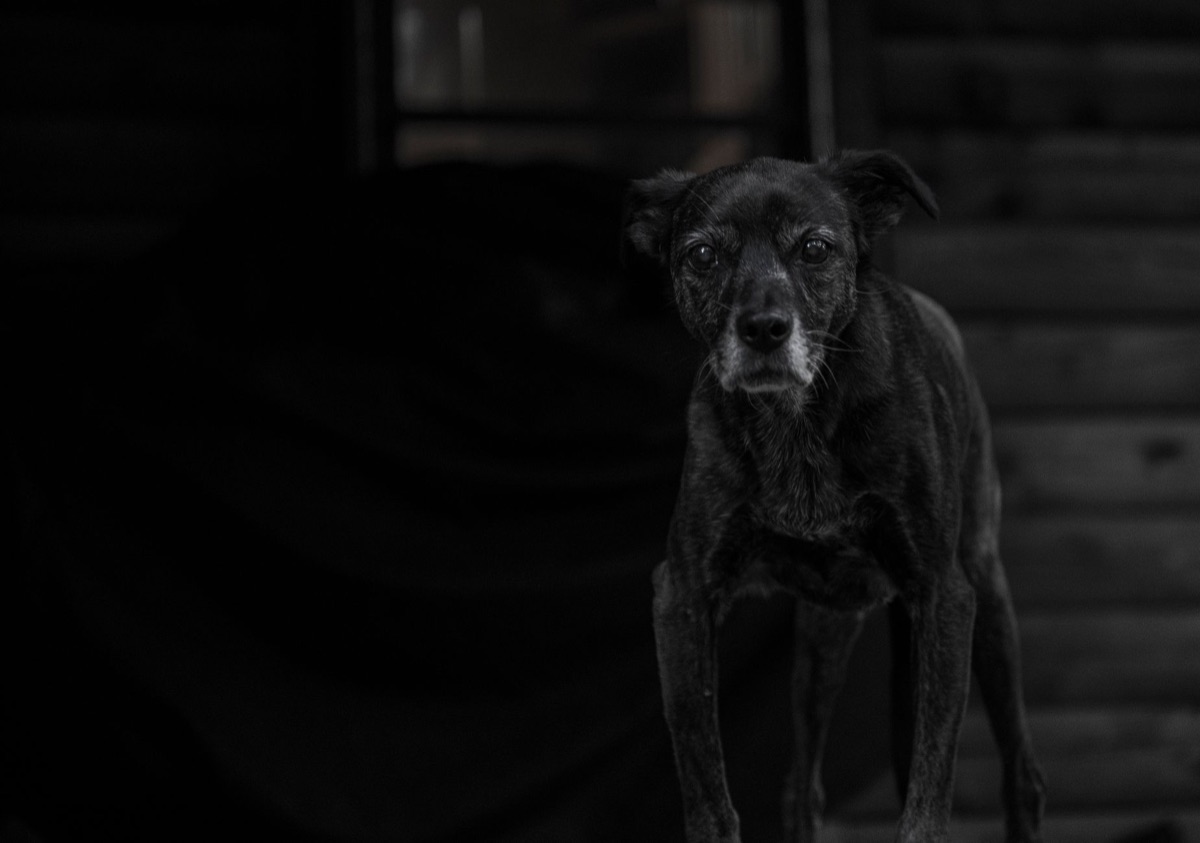 perro anciano con suplemento articulo