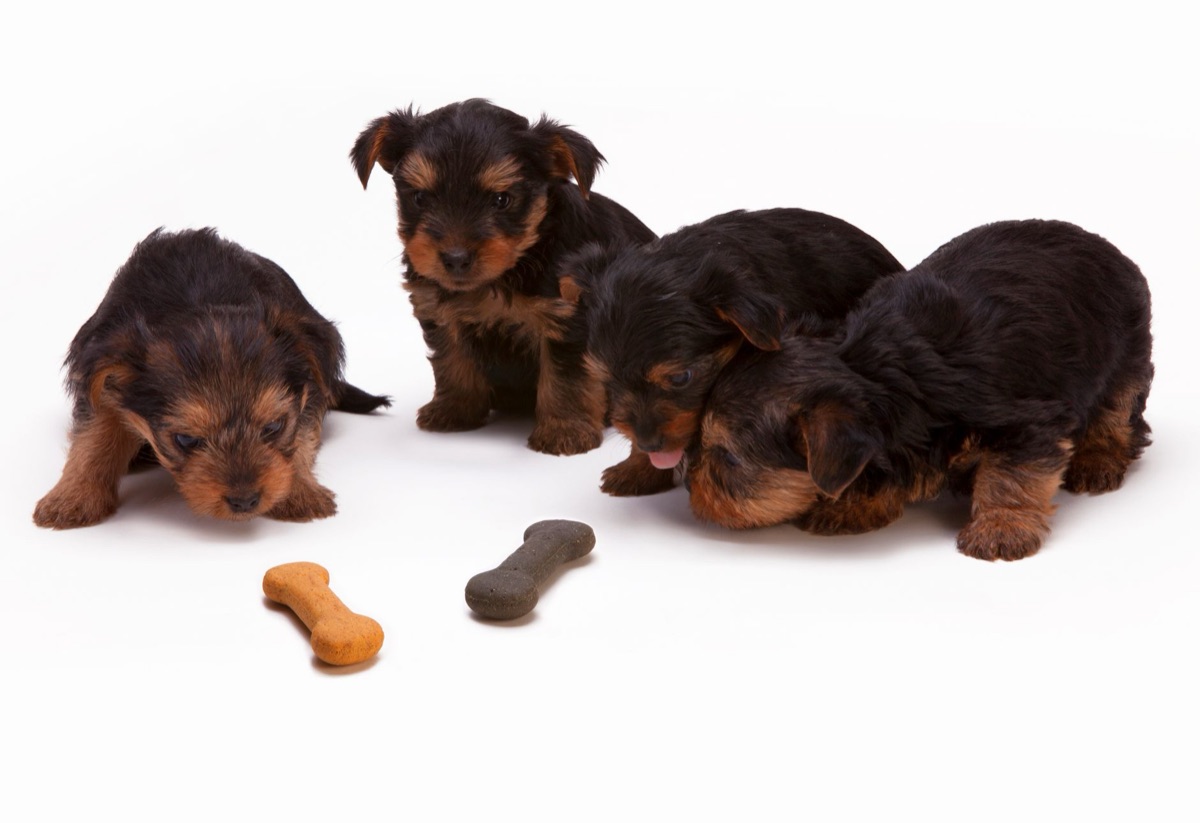 alimento canino con ingrediente glucosamina