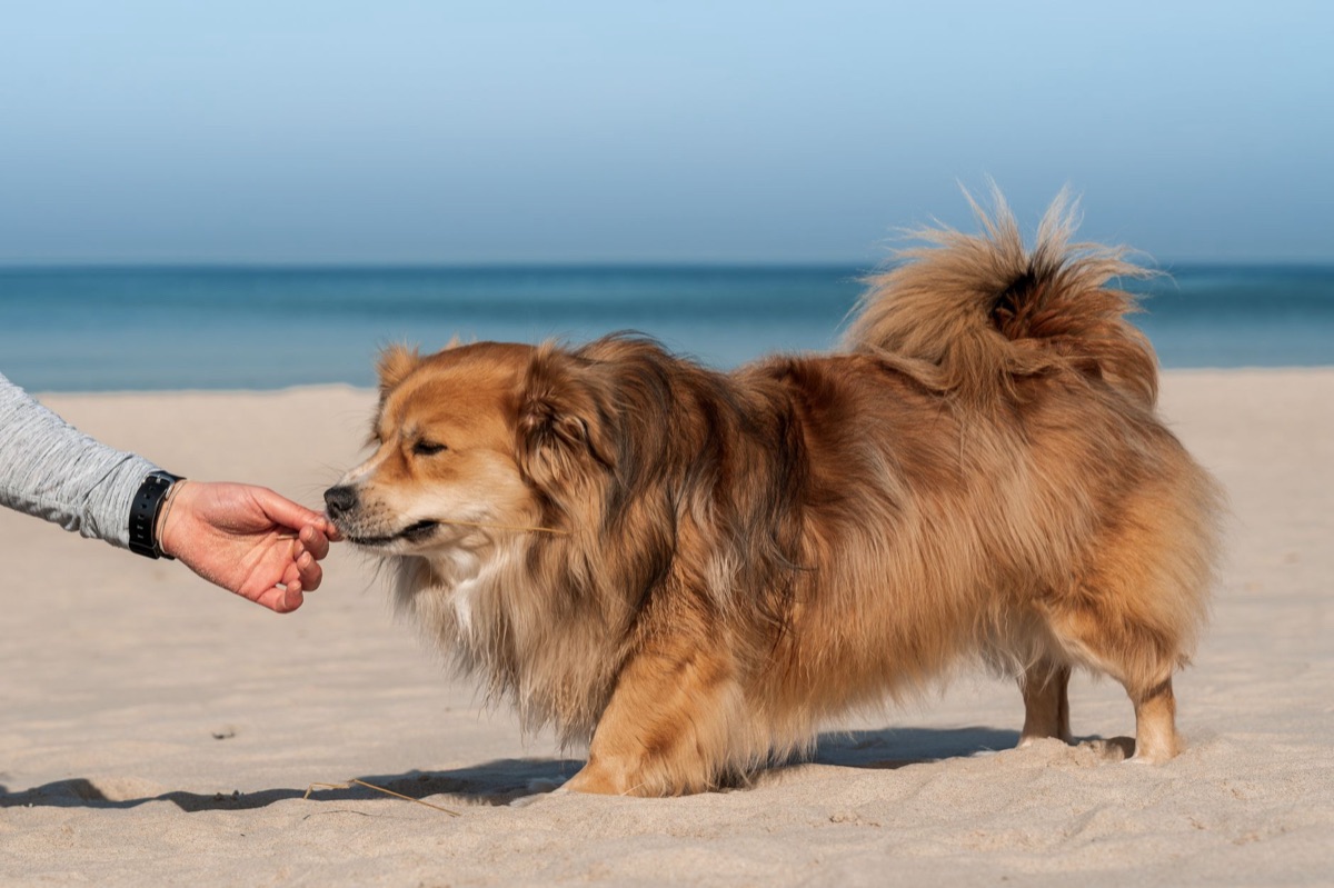 hond met geneesmiddel