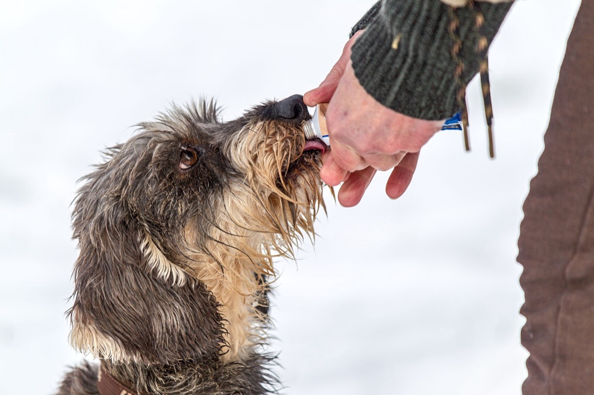 hond met glucosamine