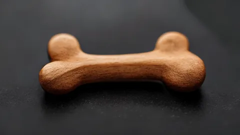 Cães Idosos: Nutrição Estrutural para Articulações Saudáveis