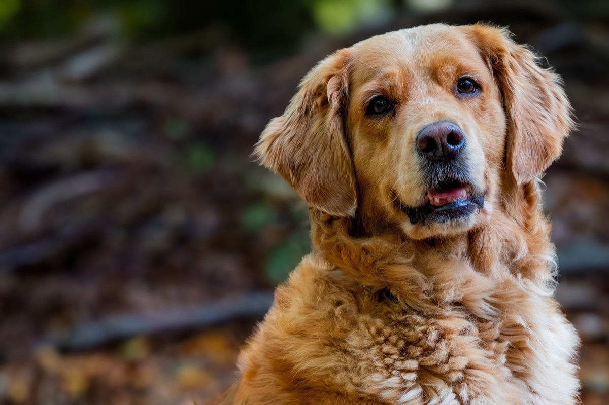 cão com suplemento para suporte articular