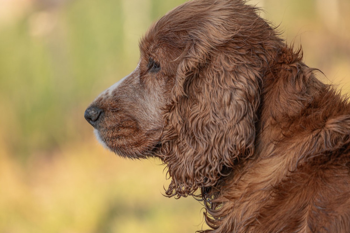 Alter Hund mit arthritischen Gelenken