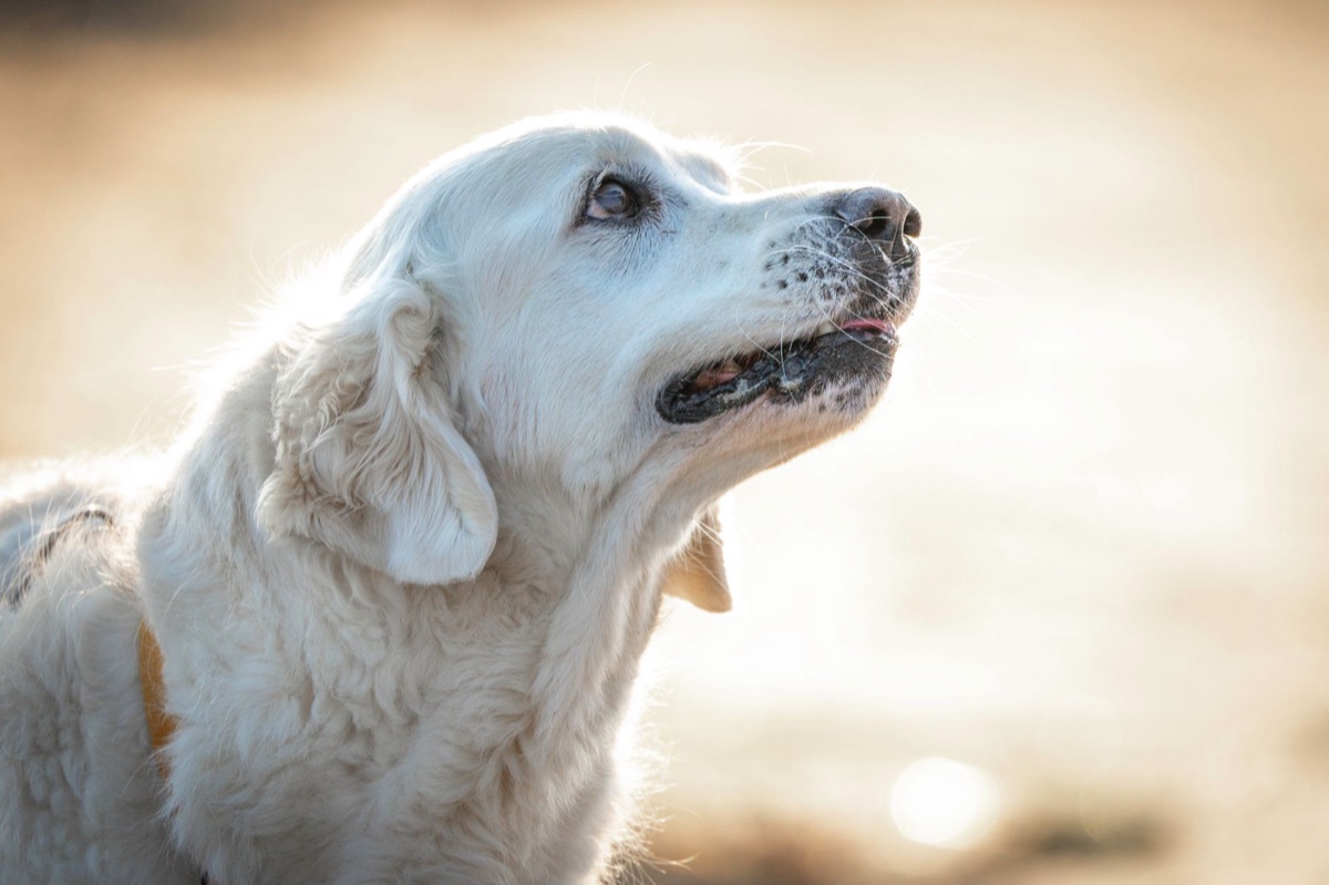 Senior dog with arthritic joints