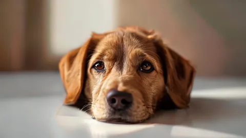 Desgaste articular: Detectando signos tempranos en perros activos