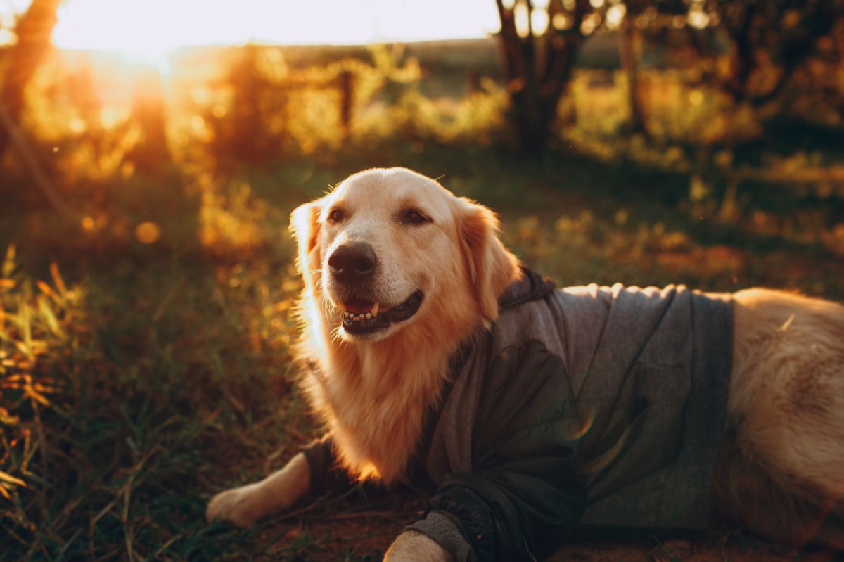perro anciano con suplementos para articulaciones