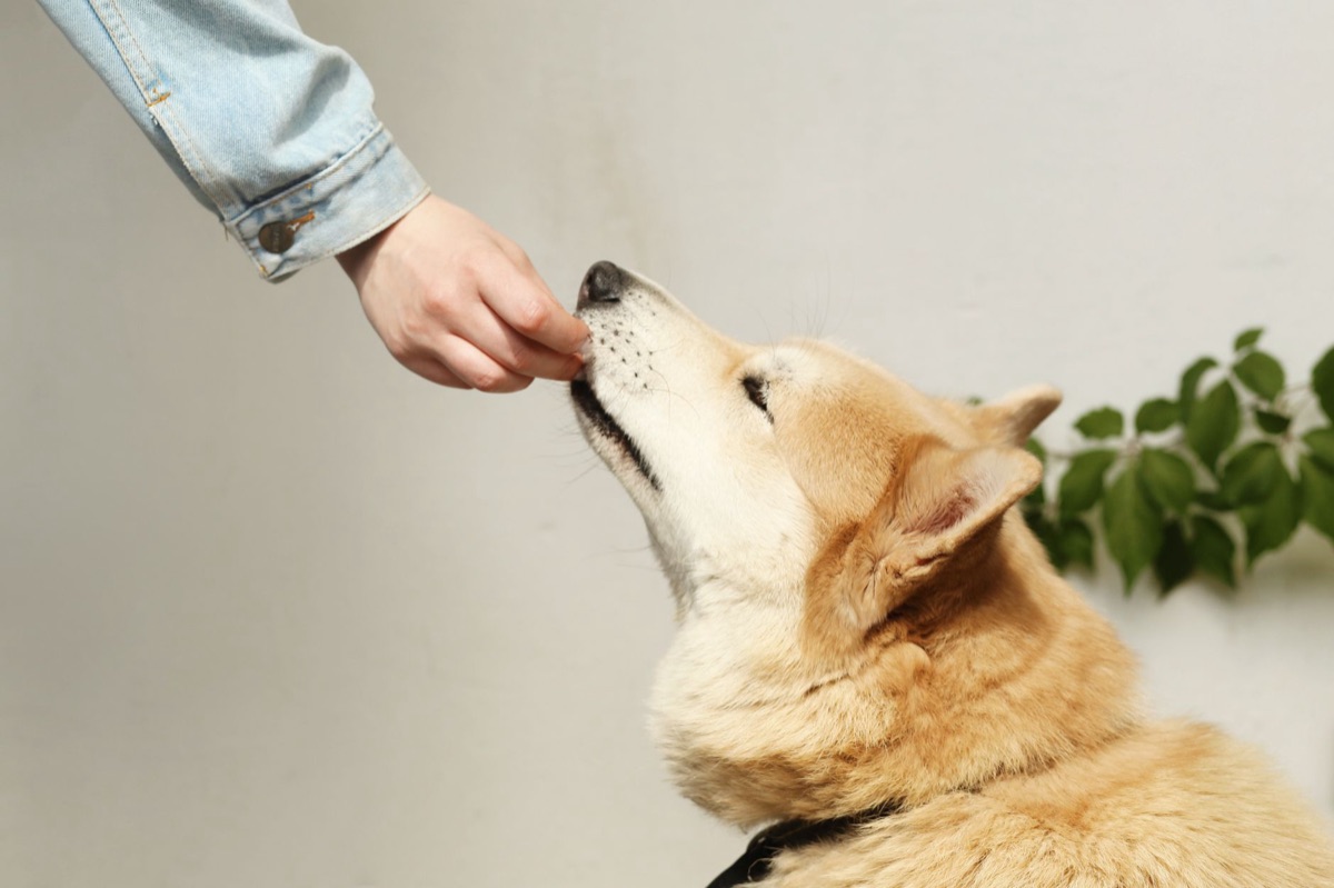 alimento para perros con glucosamina