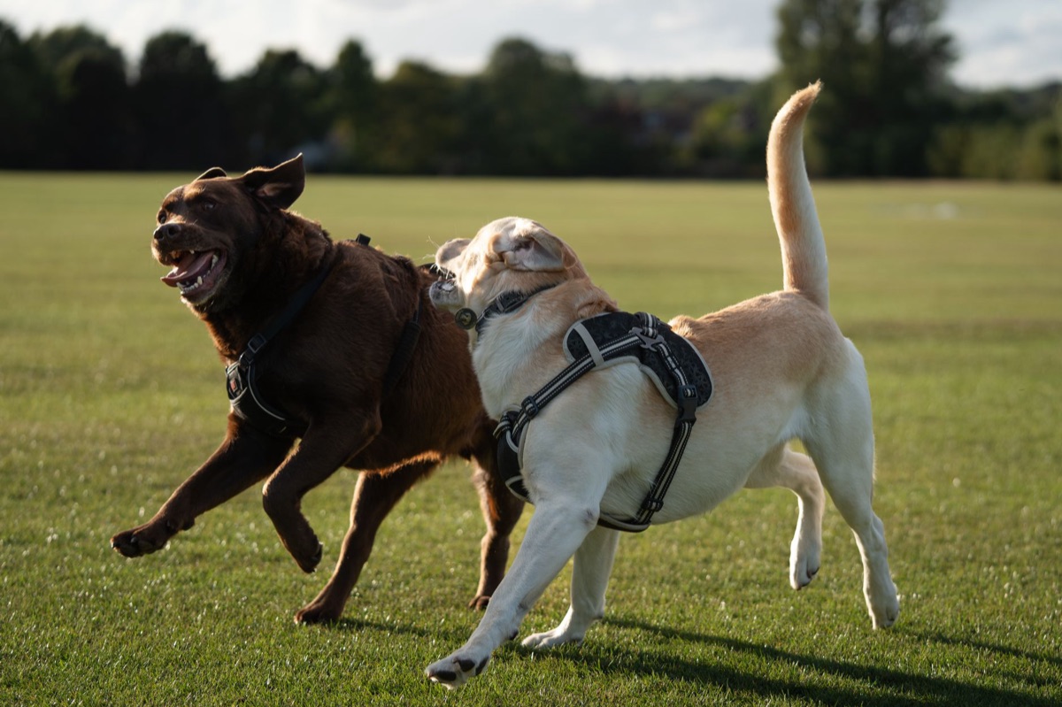 suplementos para saúde articular dos cães